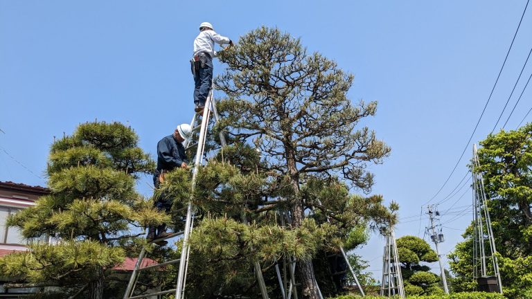 松のみどり摘み